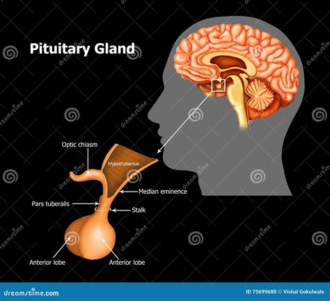 Pituitary Gland Stock Illustration Illustration Of Biology 75699688