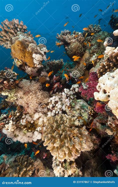 Coral Reef In The Red Sea Stock Image Image Of Aquatic 23197867