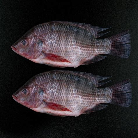 Tilapia Fish Price Ubicaciondepersonascdmxgobmx