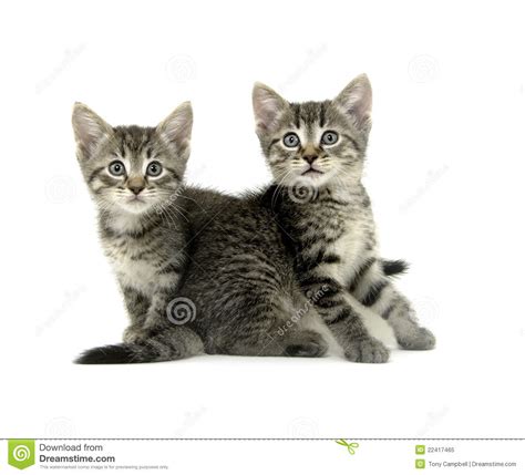 Two Tabby Kittens On White Stock Image Image Of Animals 22417465