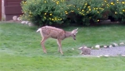 Adorable Baby Deer Caught On Camera Playing With A Rabbit