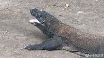 印度尼西亚著名的科莫多岛，因出产科莫多巨蜥闻名世界|印度尼西亚|科莫多|巨蜥_新浪新闻