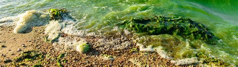 Harmful Algal Blooms Water Programs University Of Florida
