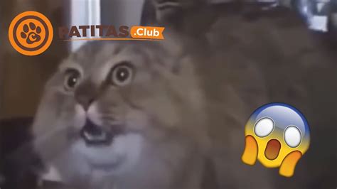 Los Gatos Más Graciosos Del Mundo 2 Patitas Club Youtube