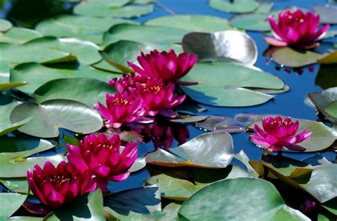 Perrys Baby Red Is One Of The Small Or Dwarf Red Water Pond Megastore