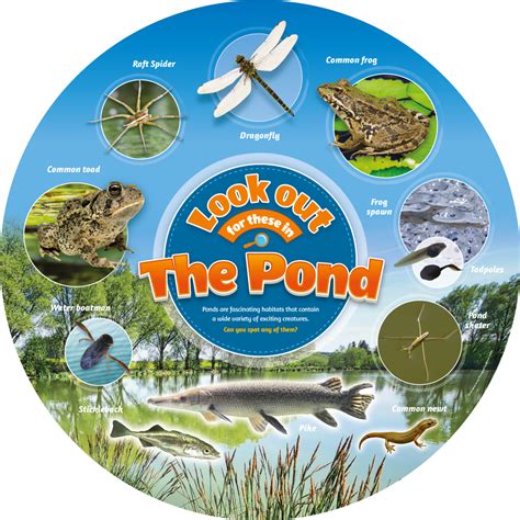 Pond Life Identification Sign Circular Perfect For School Nature Areas