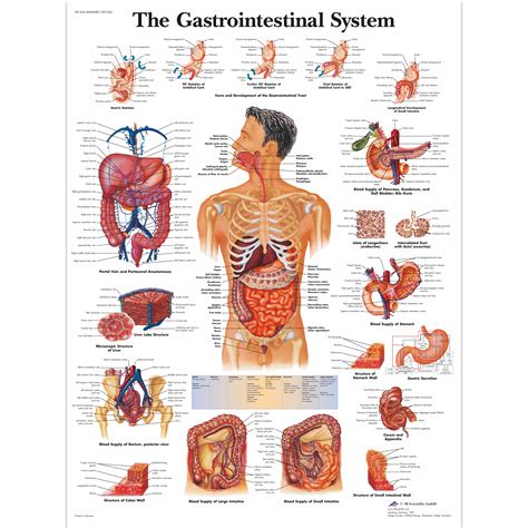 Human Organs Anatomy Skull Heart Gastrointestinal System Retro Classic