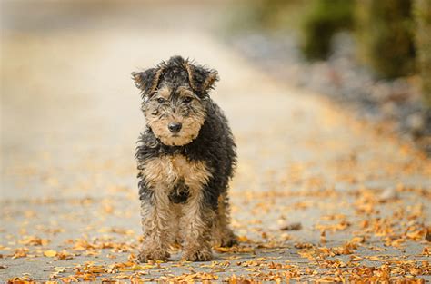 45 Adorable Cute Puppies Incredible Snaps