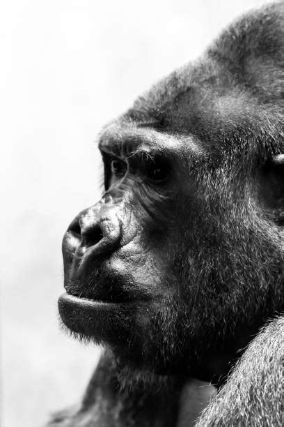Black And White Gorilla Stock Photos Pictures And Royalty Free Images