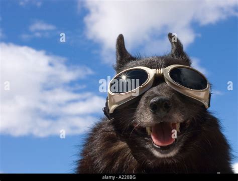 Dog Wearing Goggles Stock Photos And Dog Wearing Goggles