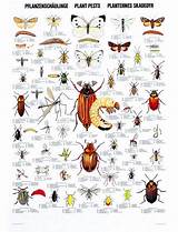 Uk Garden Pest Identification Images