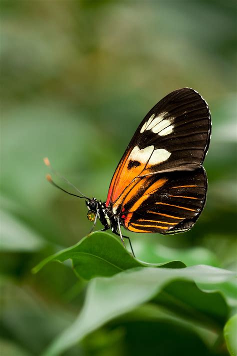 High Quality Butterfly Wallpapers Wallpaper Cave