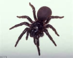 Has One Of Worlds Deadliest Funnel Web Spiders Been Found In