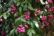 Eugenia Planta: Eugenia myrtifolia. Un árbol frutal sencillo de cuidar