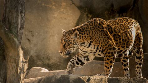 Fondos De Pantalla 1920x1080 Grandes Felinos Jaguar Animalia Descargar