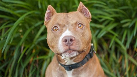 Pit Bull Facts That Are Totally Wrong Readers Digest