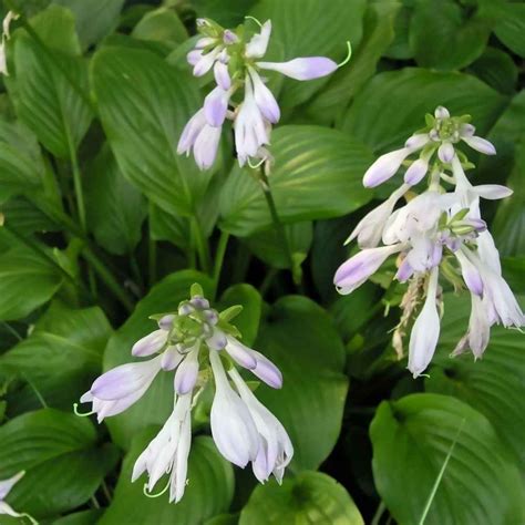 Home And Hobby Floral And Garden Crafts Blue Plantain Lily Blue Hosta Hosta