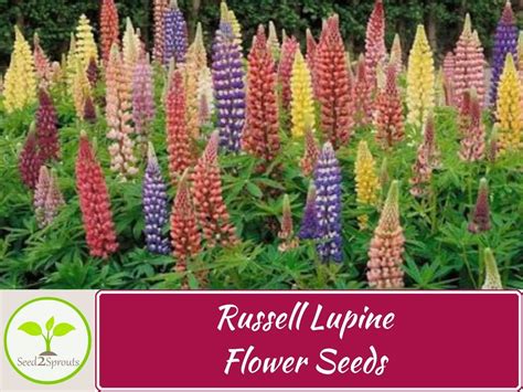 50 Russell Lupine Seeds Mix Lupine Flower Seeds Non Gmo Etsy