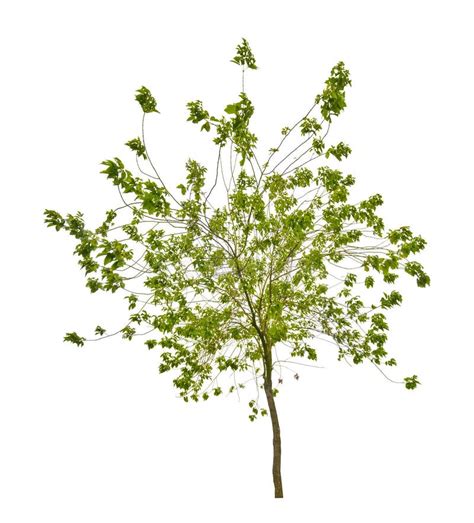 Isolated Small Tree With Green Leaves Stock Image Image Of White