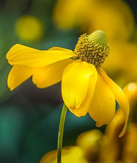 Yellow Splendor Photograph By Susan Rydberg Fine Art America