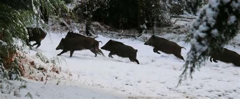 Driven Wild Boar Shooting In France The Thrill Of The Hunt