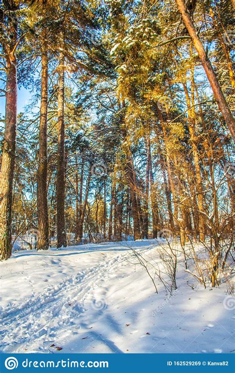 Winter Snowy Forest Path Stock Image Image Of Green 162529269