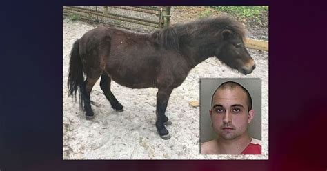 Florida Man Arrested For Having Sex With Miniature Horse On Multiple