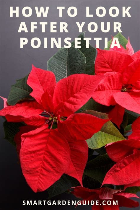 Poinsettia Plant Care How To Look After Your Poinsettia Smart