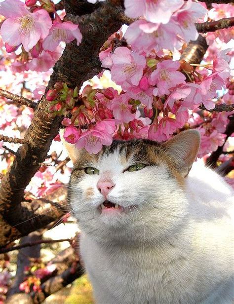 Sakura Cat Season Is In Cats Kawaii Animals Cats Meow