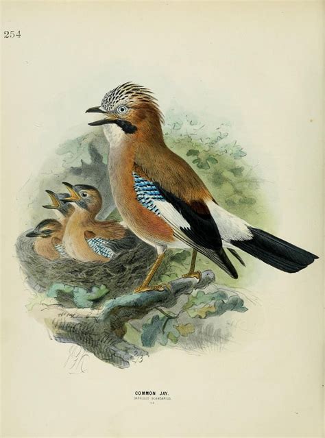 A History Of The Birds Of Europe Including All The Species Inhabiting