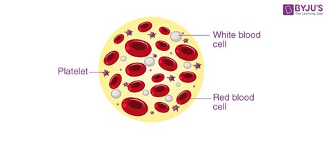 What Are Blood Platelets And What Is A Normal Platelet Count