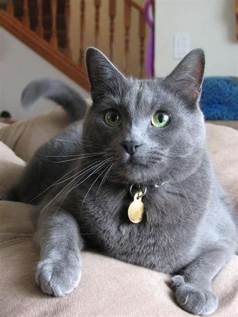 Pictures Of Chartreux Cat Breed Cat Breeds Chartreux Cat Blue Cats