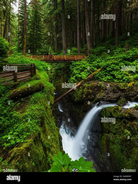 Sol Duc Falls Surrounded By Lush Green Rainforest In Olympic National