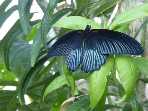 Horniman Museum Butterfly House Andrew Green Flickr