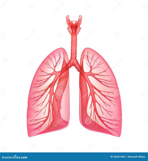 Lungs Lungs Organ System