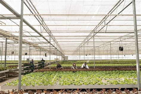 The Largest Greenhouse Growers In The U S In Hortimedia