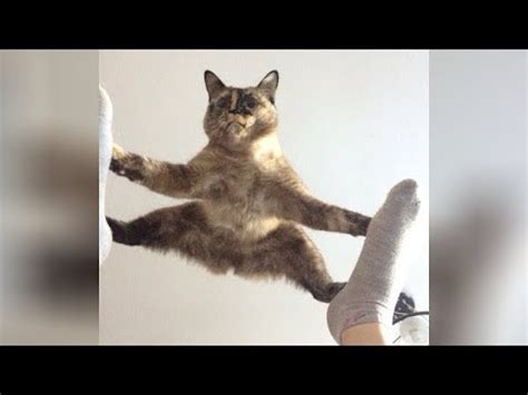 It S Time For Super Laugh Best Funny Cat Videos Youtube