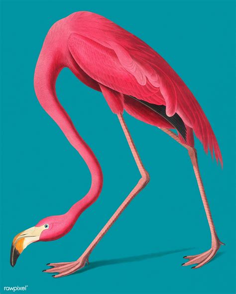 Download Premium Illustration Of Vintage Illustration Of Pink Flamingo