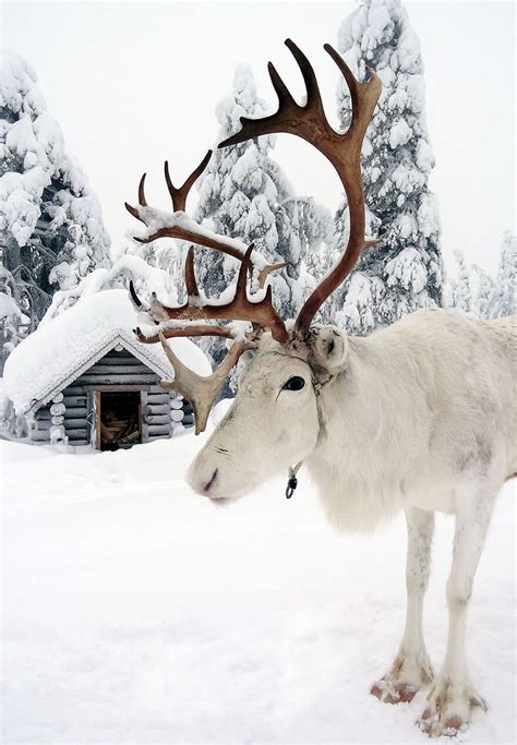 34 Reasons Why Lapland Is The Most Mythical Place To Celebrate Christmas
