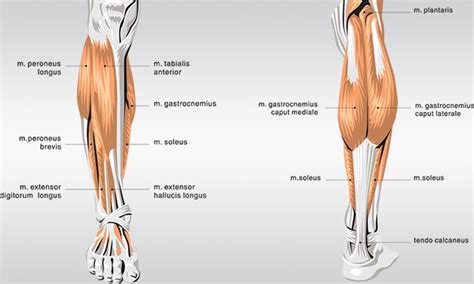 In terms of the general functions of the these structures are themselves attached to the flexor and extension muscles of the ankle and the foot, which govern how the foot will be moved. How to Get Bigger Calves (All You Need to Know) - Gymventures