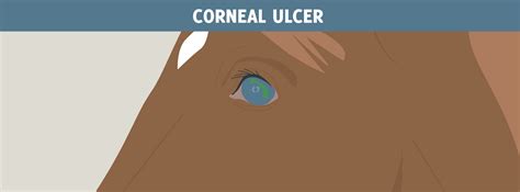 Corneal Ulceration Horsedvm Diseases A Z