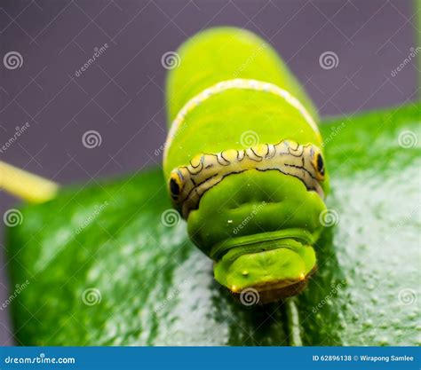 Green Worm Eating The Leaves Stock Photo Image Of Herbivore Moth