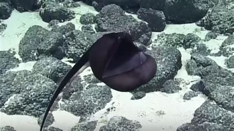 Magnificent Gulper Eel Shows Off Its Awe Inspiring Balloon Jaw Nerdist