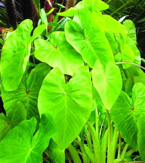 Slideshow: 8 Tropical Plants Your Customers Will Love - Greenhouse Grower