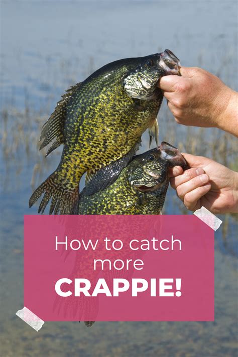 Crappie Lures Crappie Fishing Tips Crappie Jigs Fishing Guide Carp