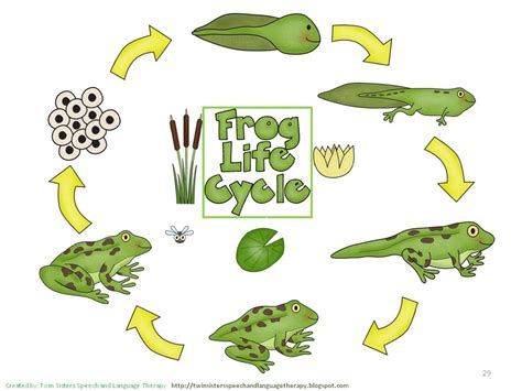 Life Cycles Clipart 10 Free Cliparts Download Images On Clipground 2021