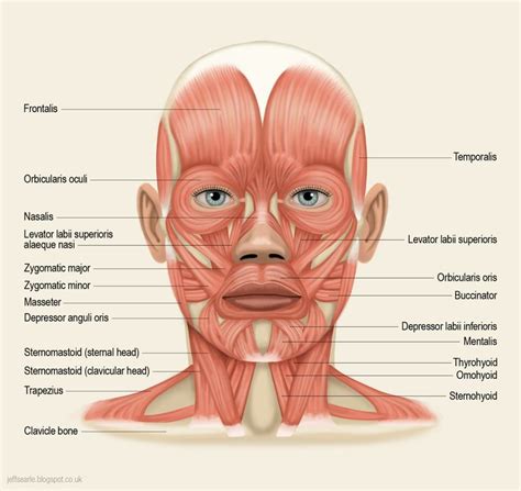 Muscles Of Face Head And Neck Clipart Etc Images And Photos Finder