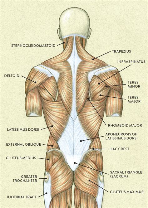 Human Torso Muscle Anatomy