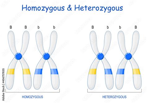 Homozygous And Heterozygous Chromosomes Stock Vector Adobe Stock