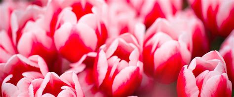 Beautiful Blurred Floral Background Of Red And White Tulips Stock Photo
